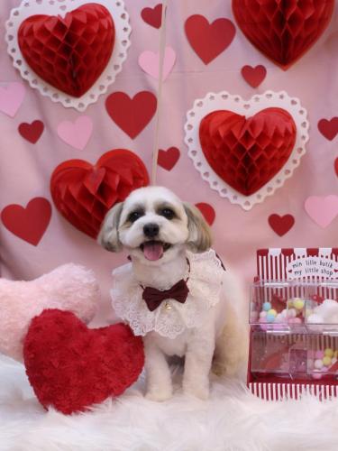 20240218もっぷちゃん